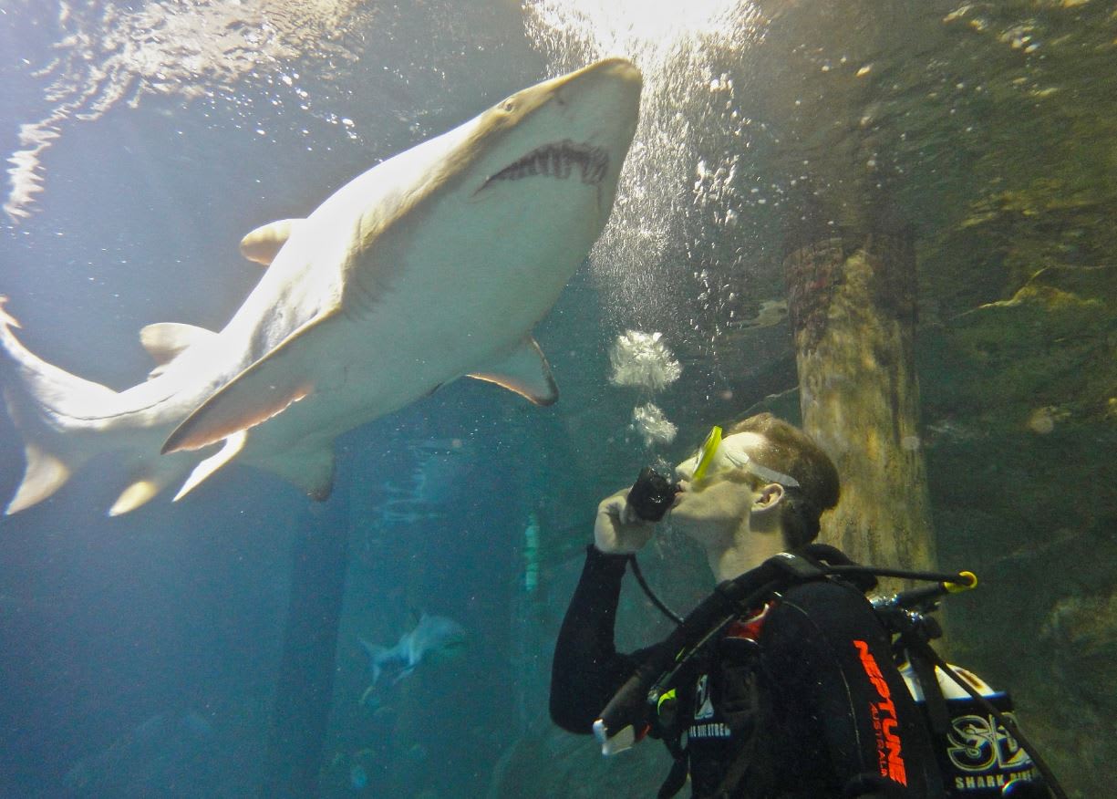 shark tours sydney australia