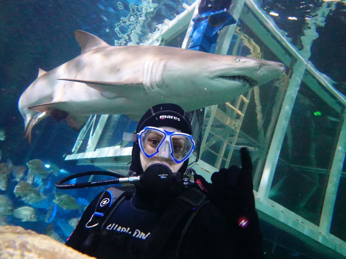 Shark Diving Sydney Aquarium Adrenaline Swim With Sharks Experiences Adrenaline