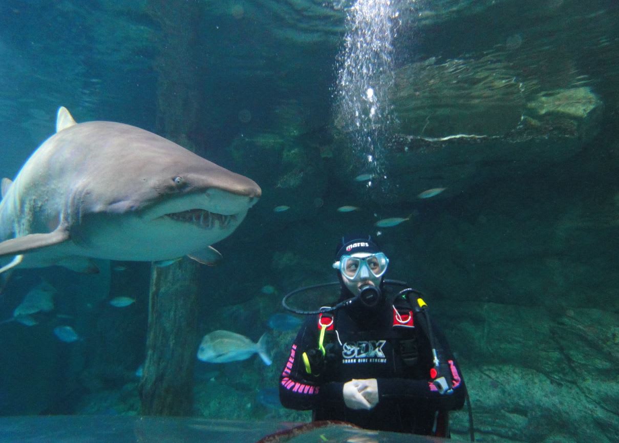 shark bridge adventure aquarium