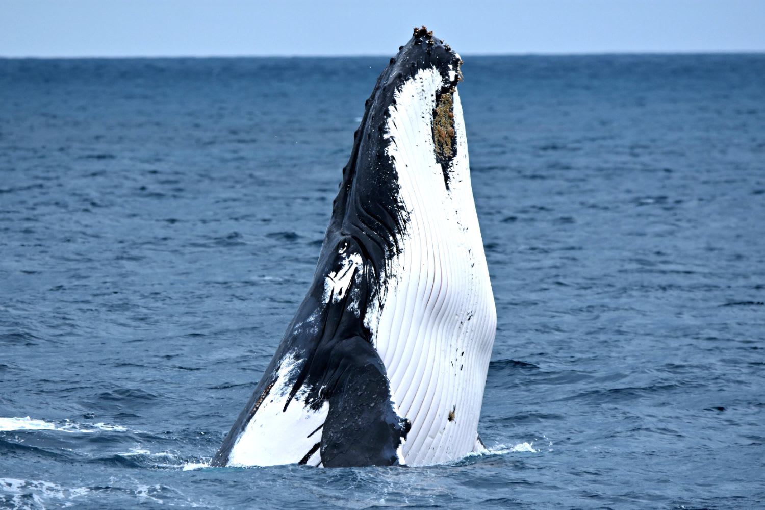 Whale Watching Cruise - Fremantle