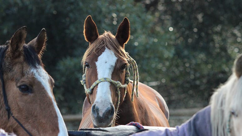 Kids Private Horse Riding Lesson, 1 Hour - Jarrahdale, Perth