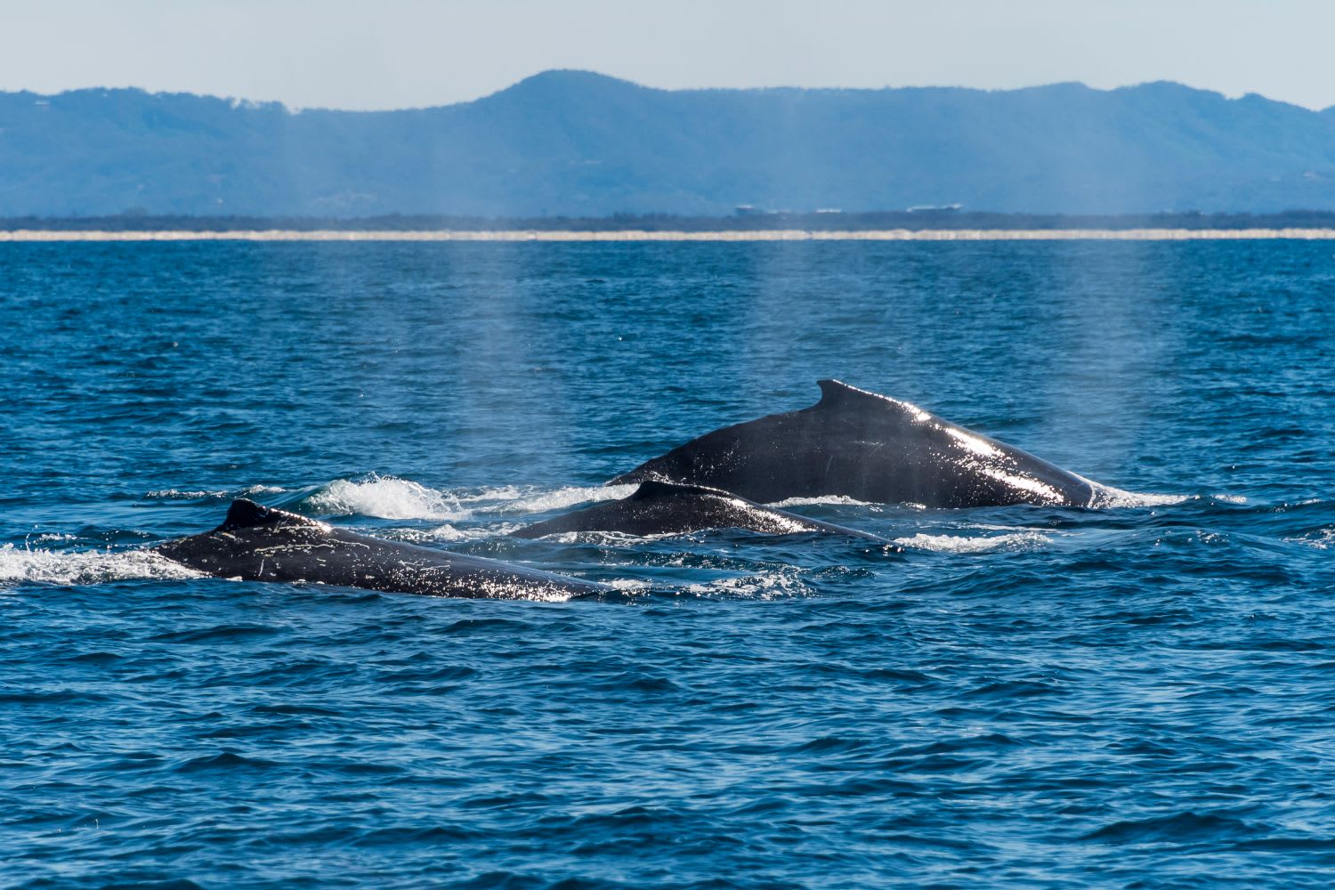 newport beach whale watching