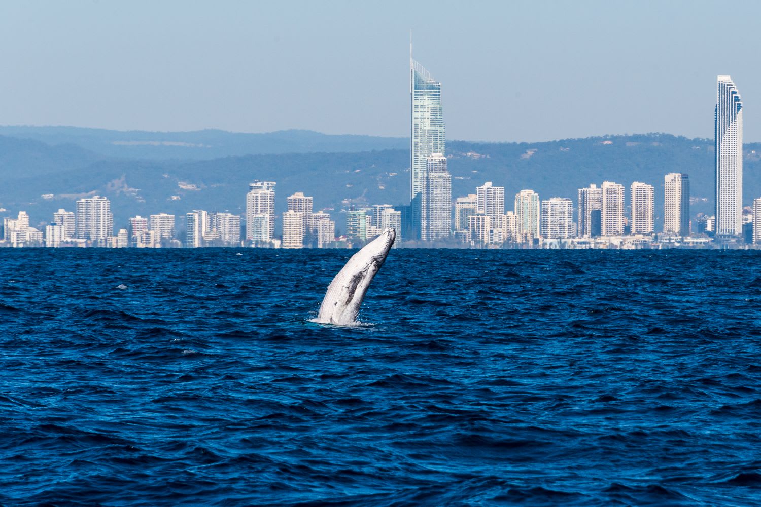 Whale Watching Cruise, 3.5 Hours - Gold Coast
