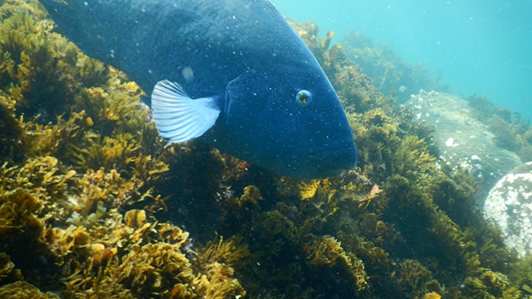 Non-Swimmers Underwater Scooter Tour - Gordon's Bay Sydney