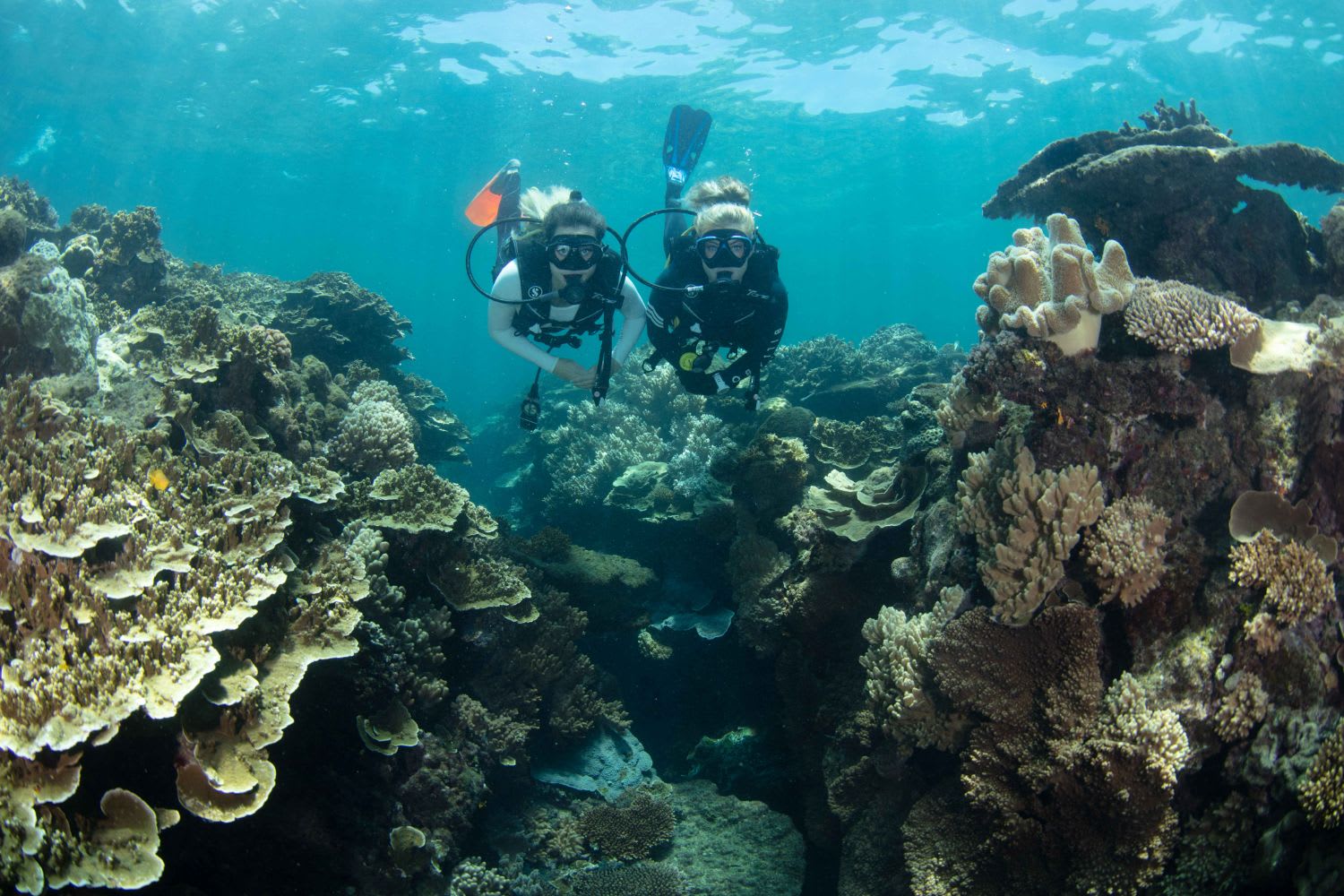 Great Barrier Reef Cruise with Scuba Diving Cairns Adrenaline