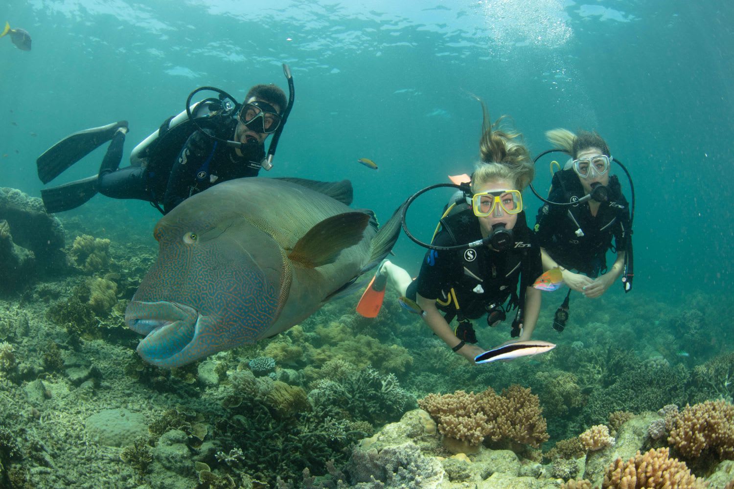 Great Barrier Reef Cruise with Scuba Diving Cairns Adrenaline