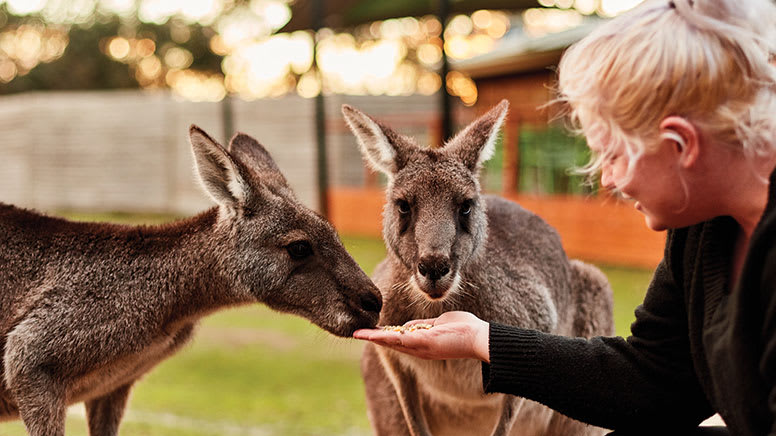 Moonlit Sanctuary General Admission - Melbourne