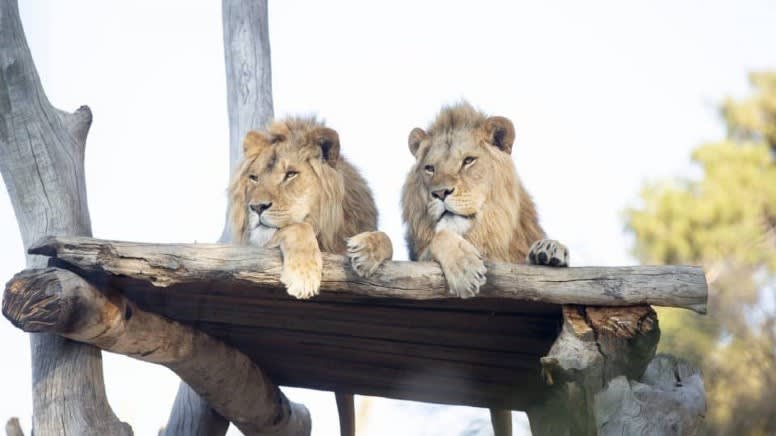 Lion 360 Encounter at Monarto Safari Park – Adelaide