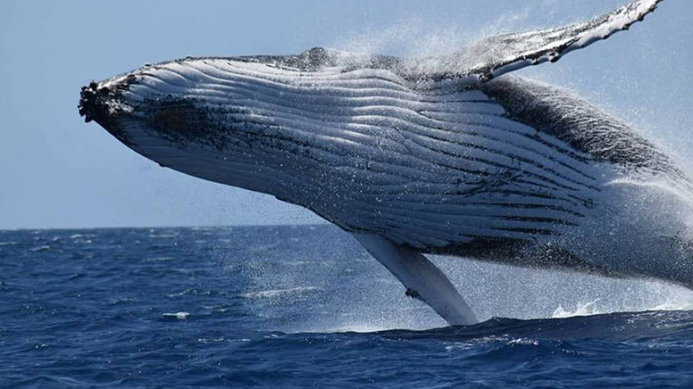 Whale Watching Cruise, 2 Hours - Busselton