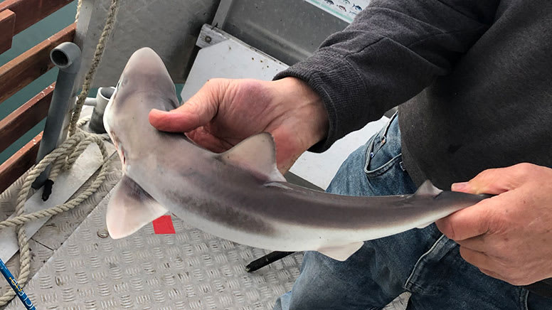 Gummy Shark Fishing Trip, 6 Hours – Geelong, Melbourne - Adrenaline