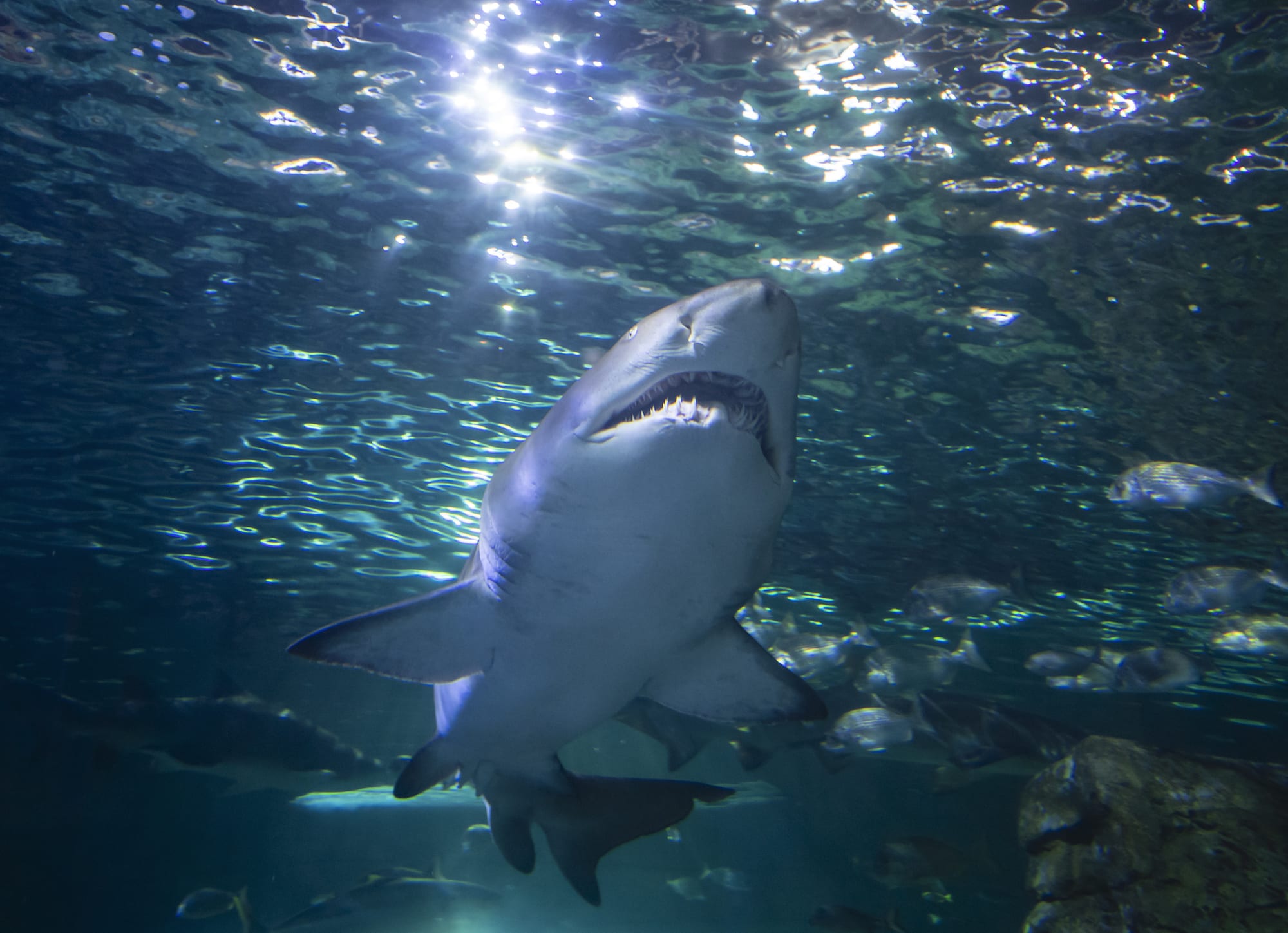 Shark Diving Sydney Aquarium Adrenaline Swim With Sharks Experiences