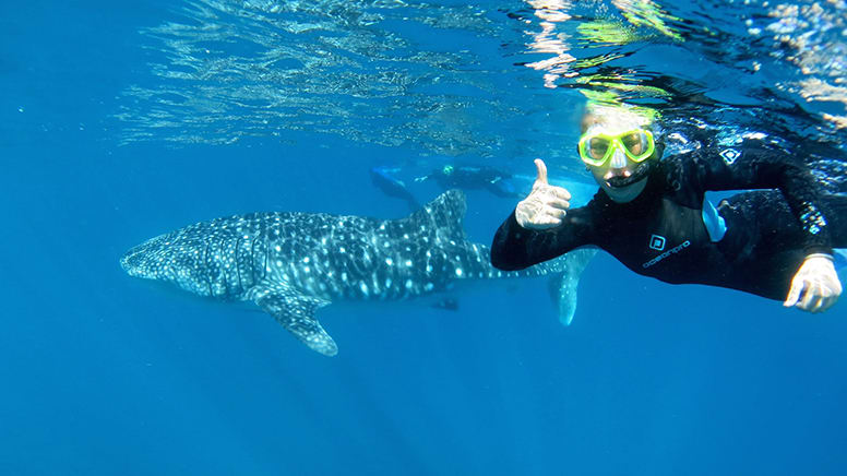 Whale Shark Swim on Powerboat with Lunch and Photos