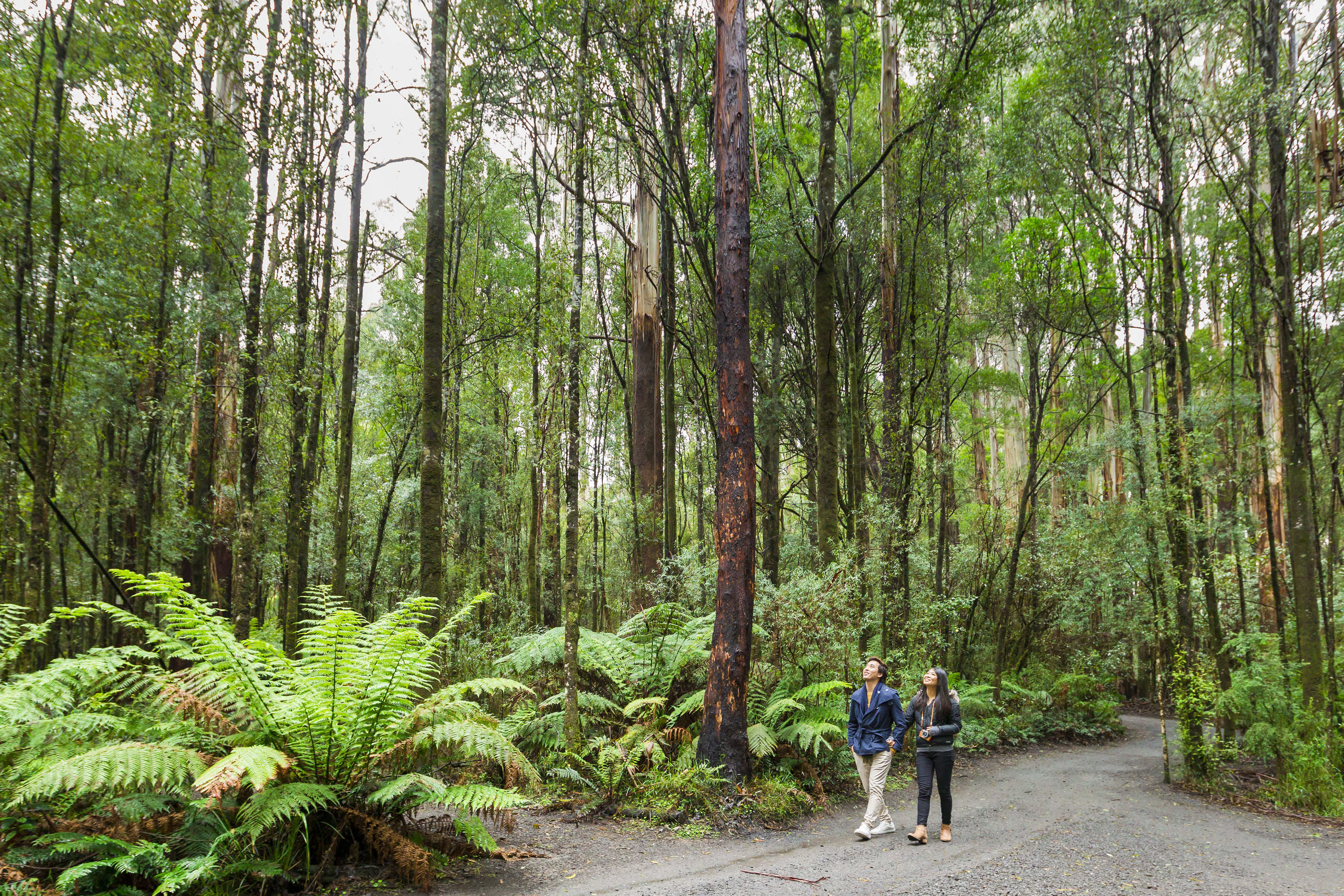 Otway Fly Treetop Walk - Otways