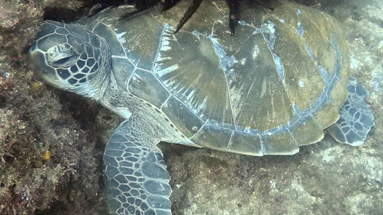 Snorkelling with Turtles Tour - Cook Island, Gold Coast