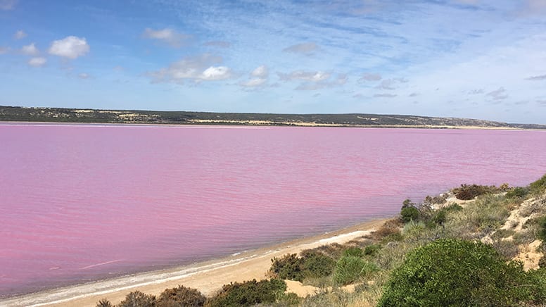 Pink Lake Buggy Tour, 1 Hour - Hutt Lagoon, WA