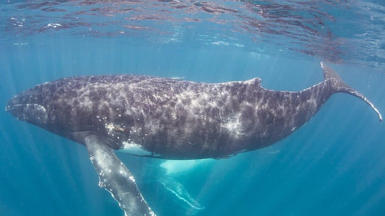 Swim with Humpback Whales, Full Day Snorkel Tour - Ningaloo Reef