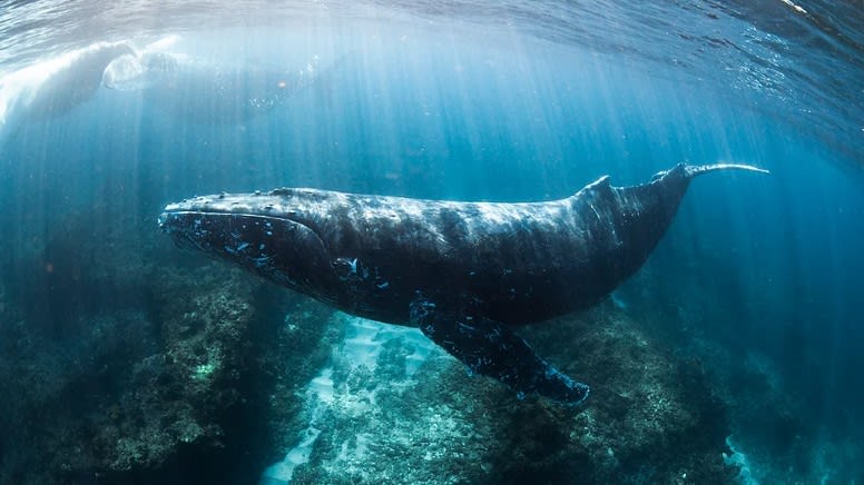 Swim with Humpback Whales, Full Day Snorkel Tour - Ningaloo Reef