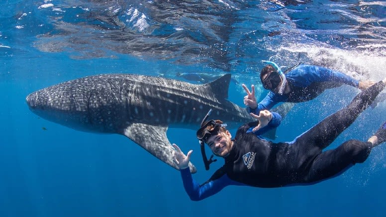 confidence man whale shark