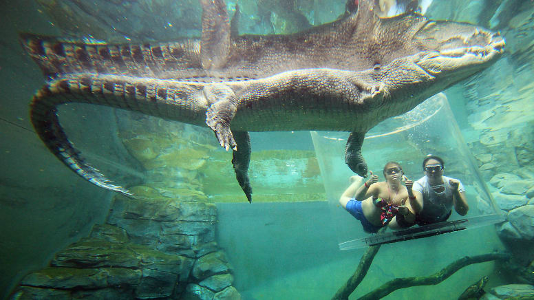 Swim With Crocodiles For 2 Darwin Adrenaline 