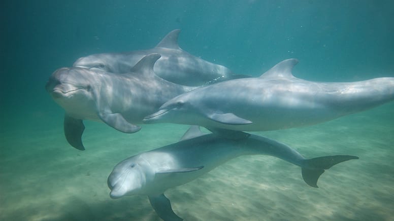 Swim with Wild Dolphins, 3 Hours - Bunbury, WA