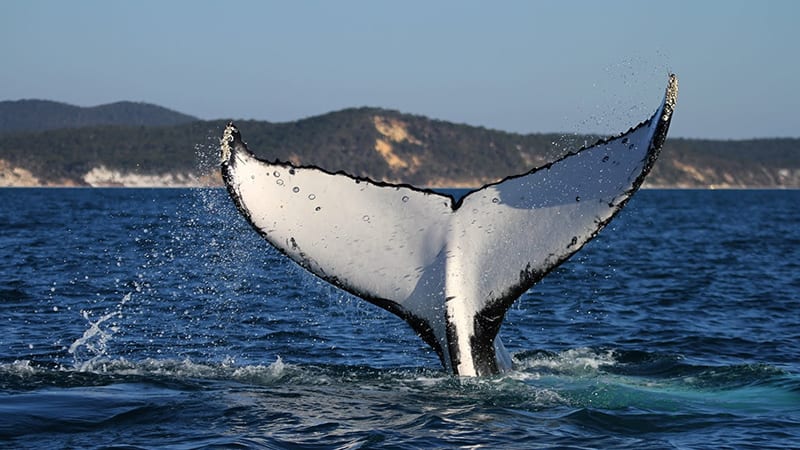 Ultimate Whale Watching Cruise, 3 Hours - Hervey Bay, Queensland