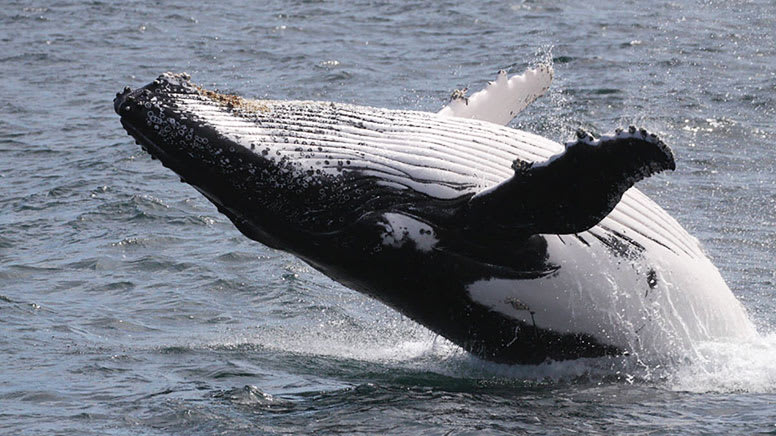 Whale Watching Cruise, 2 Hours - Jervis Bay