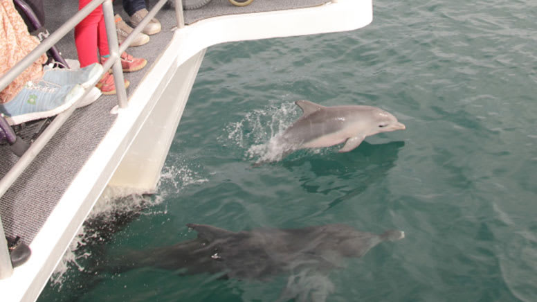 Dolphin Spotting Cruise, 90 Minutes - Jervis Bay