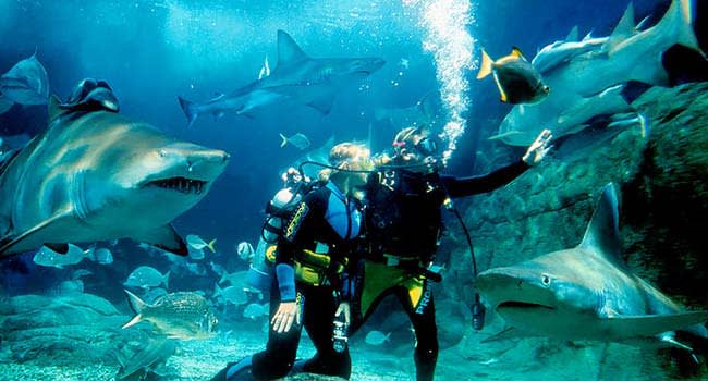Swimming with Sharks Swimming with Sharks