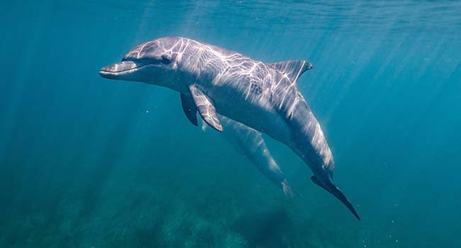 Dolphin Swimming Dolphin Swimming