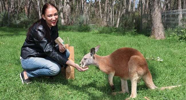 Cleland Wildlife Park Adventure Tour Adelaide Cleland Wildlife Park Adventure Tour Adelaide