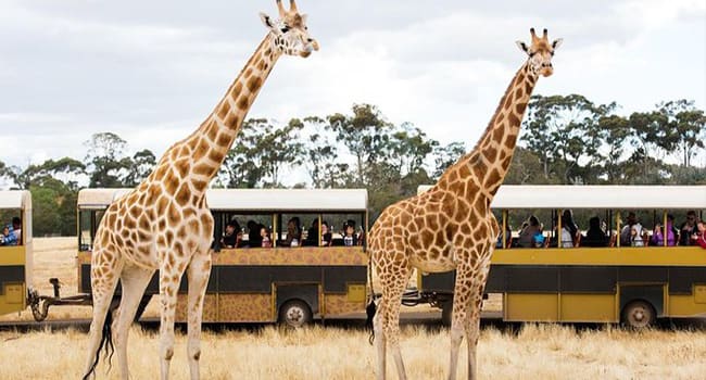 Werribee Open Range Zoo – Off Road Safari Werribee Open Range Zoo – Off Road Safari