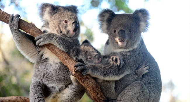 Taronga Zoo and Sydney Harbour Cruise Taronga Zoo and Sydney Harbour Cruise