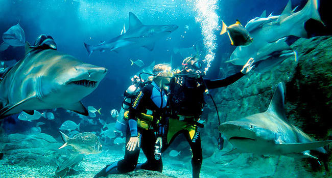 Swim with sharks Swim with sharks