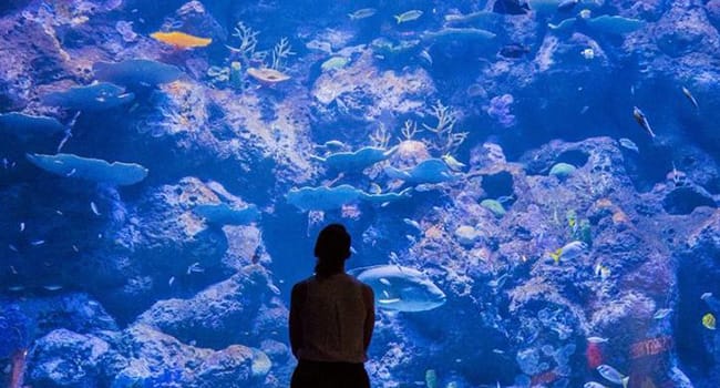 Cairns Aquarium