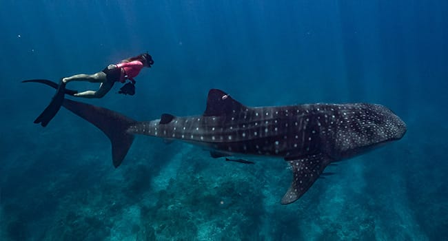 Swim with whale sharks