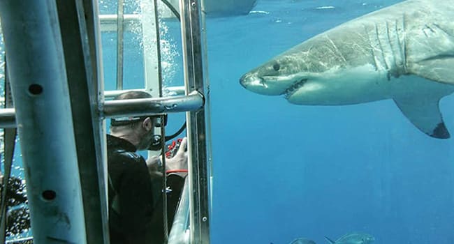 Diving with Great White Sharks