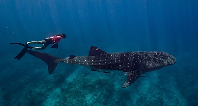 Whale shark swim tour