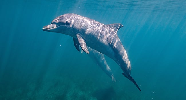 Swim with dolphins and seals