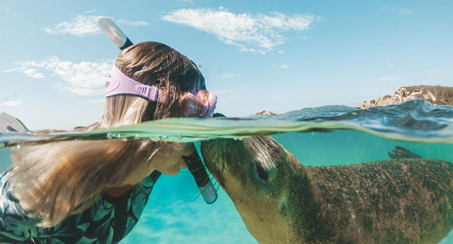 Swimming with seals