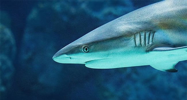 Cairns aquarium