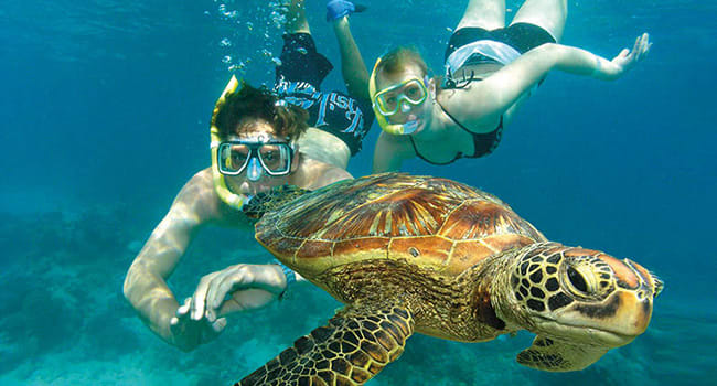 Snorkelling for 1 day on the Reef