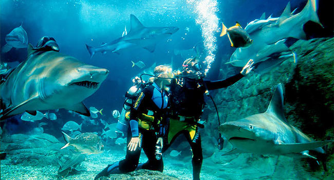 Dive with sharks in Melbourne