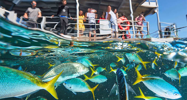 Exploring the Reef – Cairns