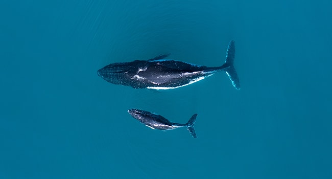 Ningaloo Reef