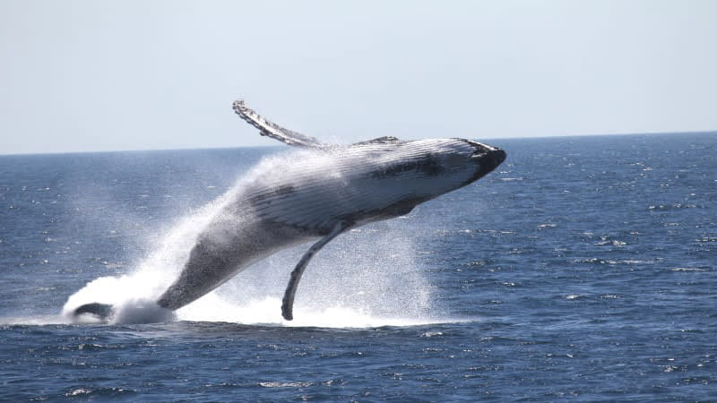 2 Hour Whale Watching Tour - Hillary's Boat Harbour