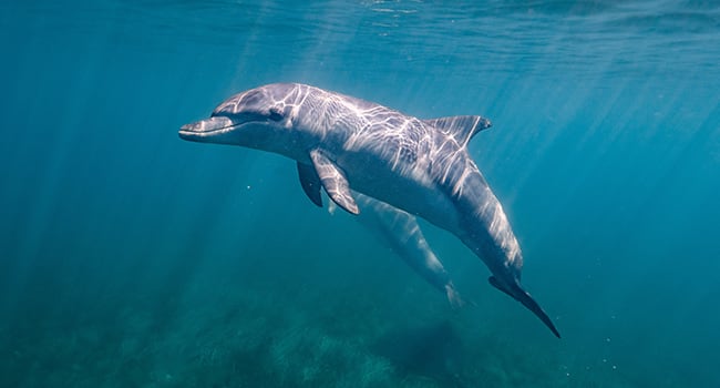 Dolphin watching, Nelson Bay