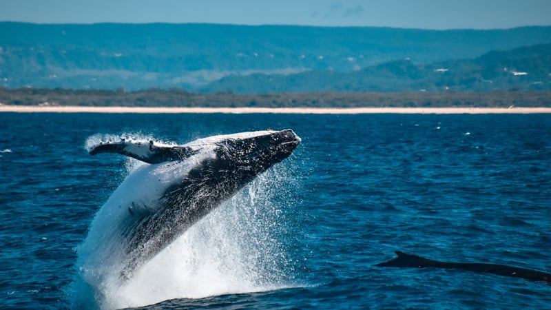 Swim with Humpback Whales - Mooloolaba