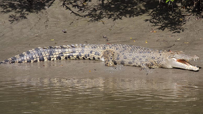 Crocodile Watching Cruise & Full Day Adventure - Airlie Beach