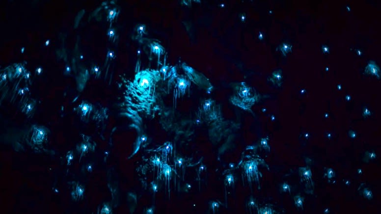 Night Glow Worm Adventure - Blue Mountains