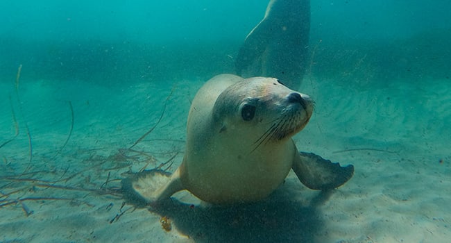 Day 1: Swim with the sea lions